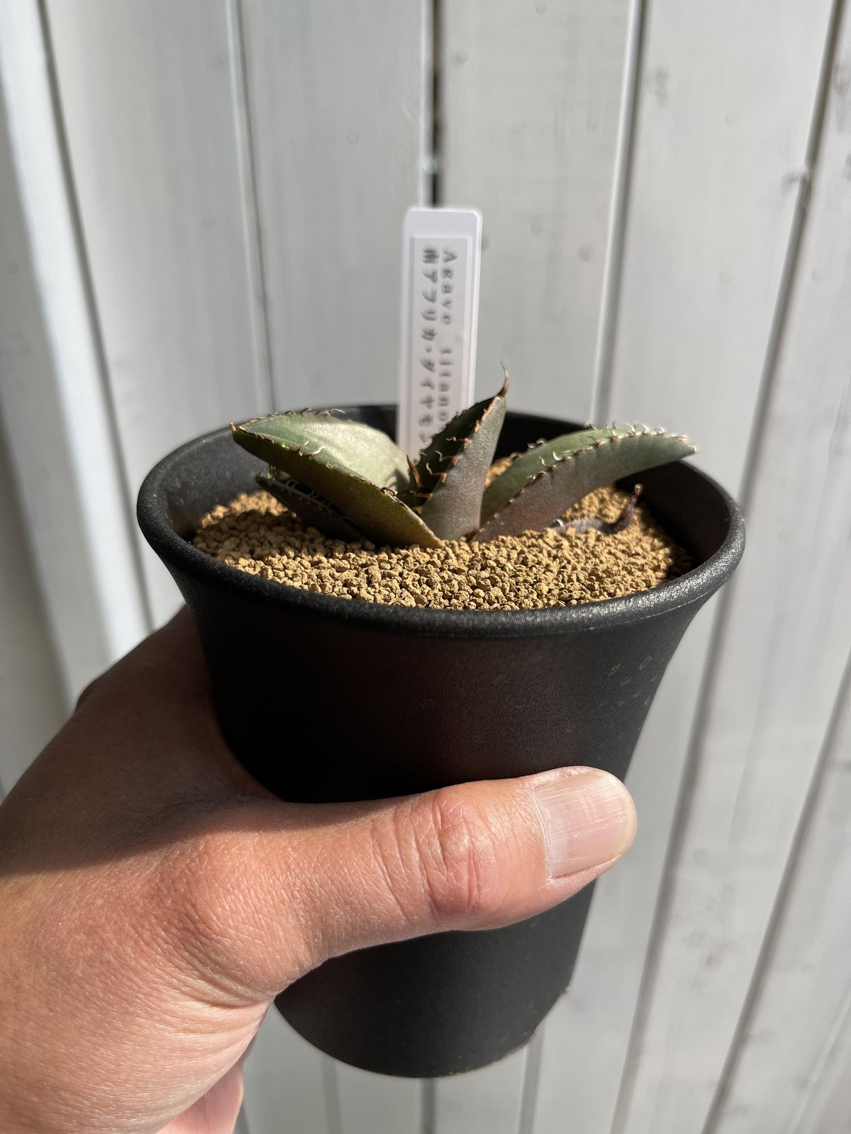 【引退】アガベ　チタノタ　セット　南アフリカダイアモンド 引退】アガベ チタノタ セット 南アフリカダイアモンド 【公式通販】