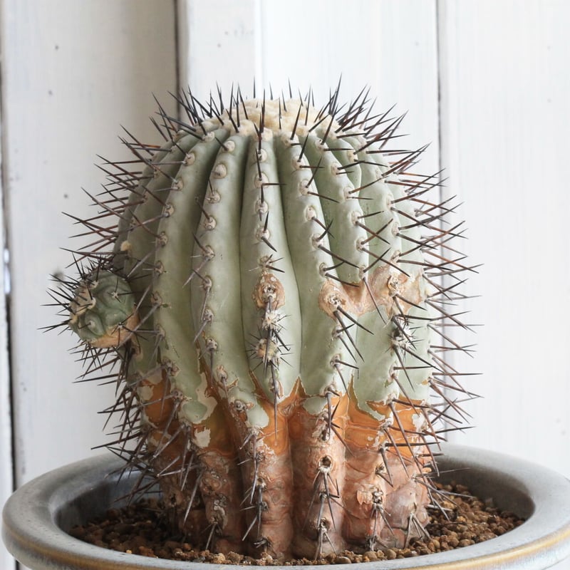 コピアポア シネレア 黒王丸 台付き copiapoa chinerea コピアポア シネレア 黒王丸【観葉植物