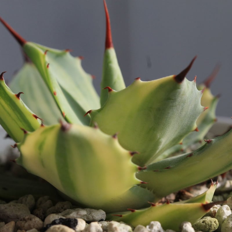 アガベ 楊貴妃 | hanayoshi-botanical