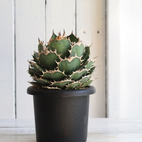 Agave titanota (N.F)