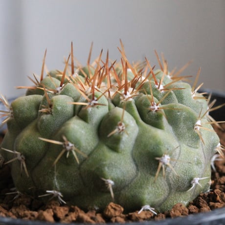 コピアポアコルムナアルバ | STORES