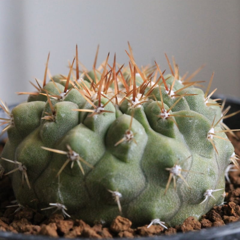 コレクション株！　コピアポア　コルムナアルバ　超美株　発根済！ RAFLUMコレクション】コピアポア コルムナアルバ 