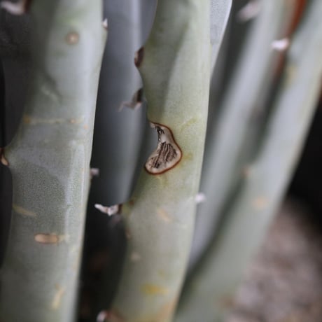 Agave　ユタエンシス　エボリスピナ