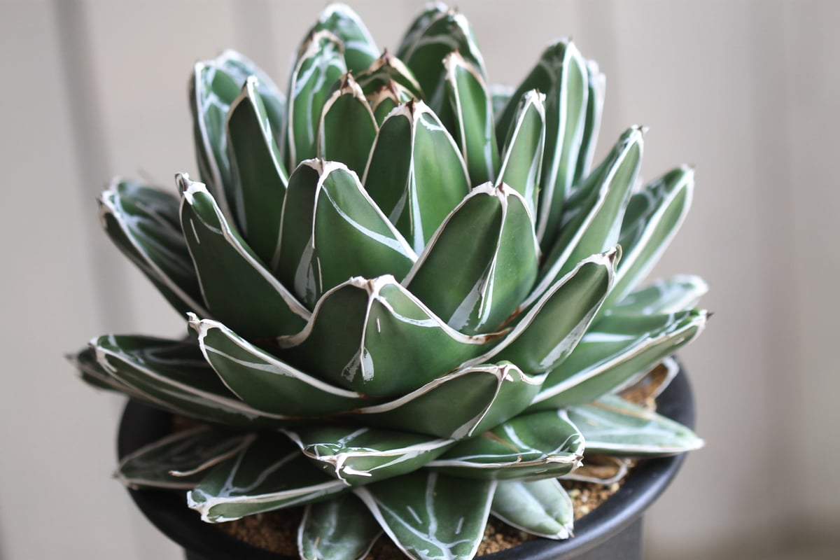 特価！ アガベ 氷山 特選 美苗 【公式通販】