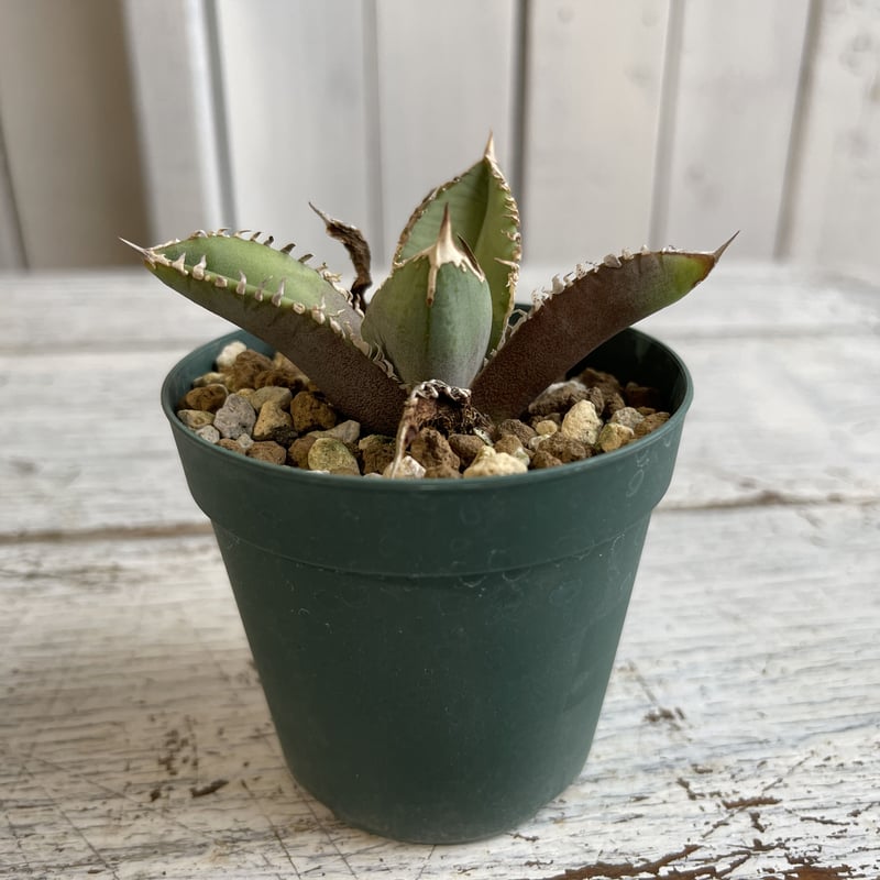 アガベ チタノタ（裏刺） | hanayoshi-botanical