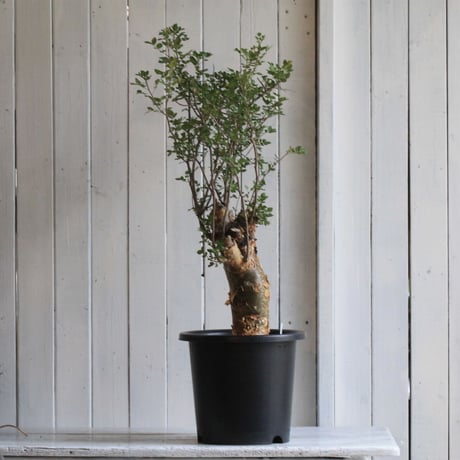 Bursera ファガロイデス