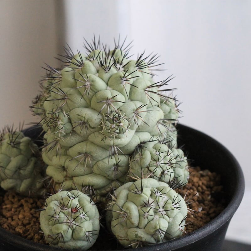 オルテゴカクタス マクドガリー | hanayoshi-botanical