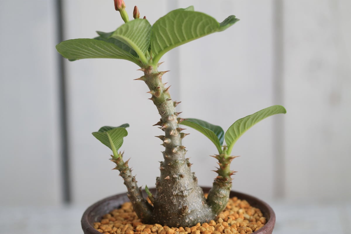 パキポディウム ウィンゾリー 実生 | hanayoshi-botanical パキポディウム ウィンゾリー 実生 | hanayoshi-botanical