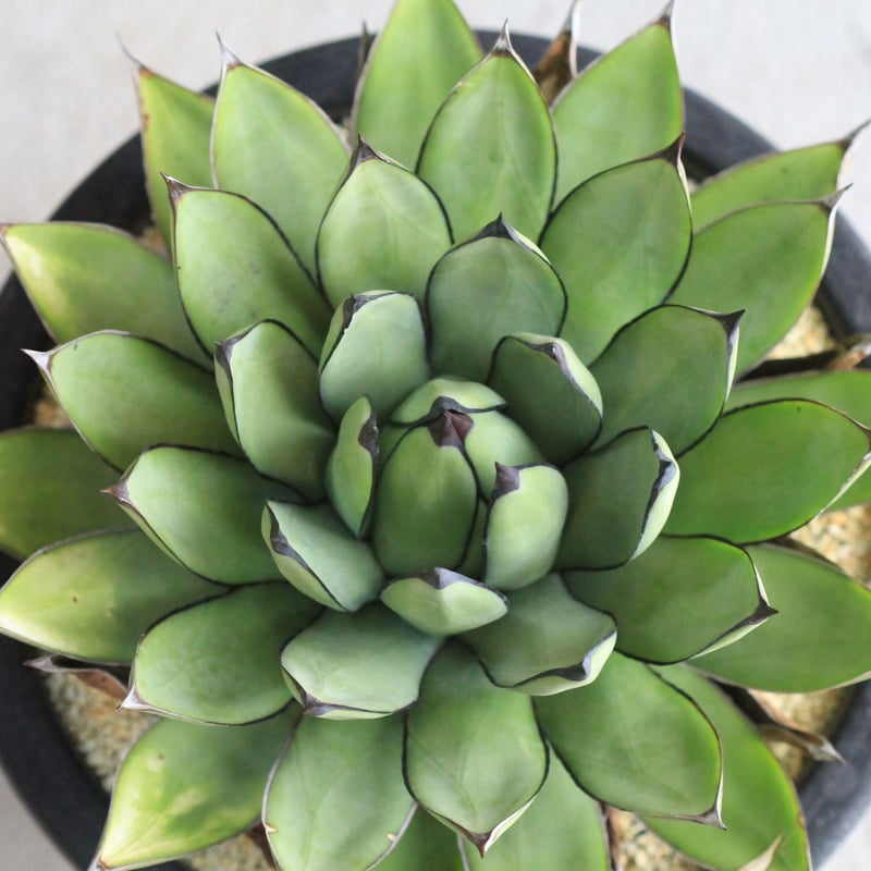 Agave Royal Spine アガベ・ロイヤルスピン | hanayoshi-botan