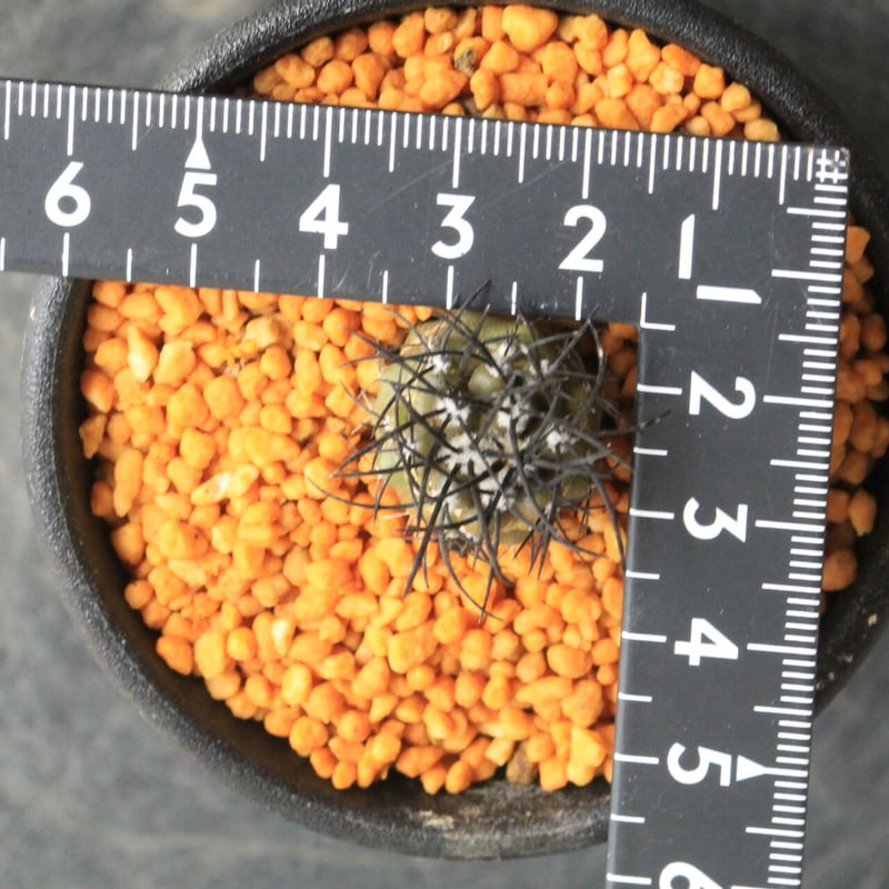 コピアポア グリセオビオラセア | hanayoshi-botanical