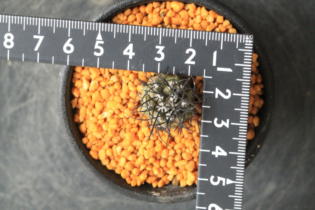 ハ*チ様 グリセオビオラセア 鉢植え メルカリ便送料込み グリセオ