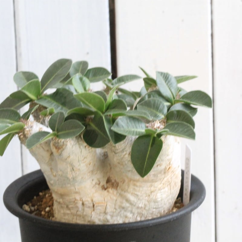 パキポディウム エブレネウム | hanayoshi-botanical