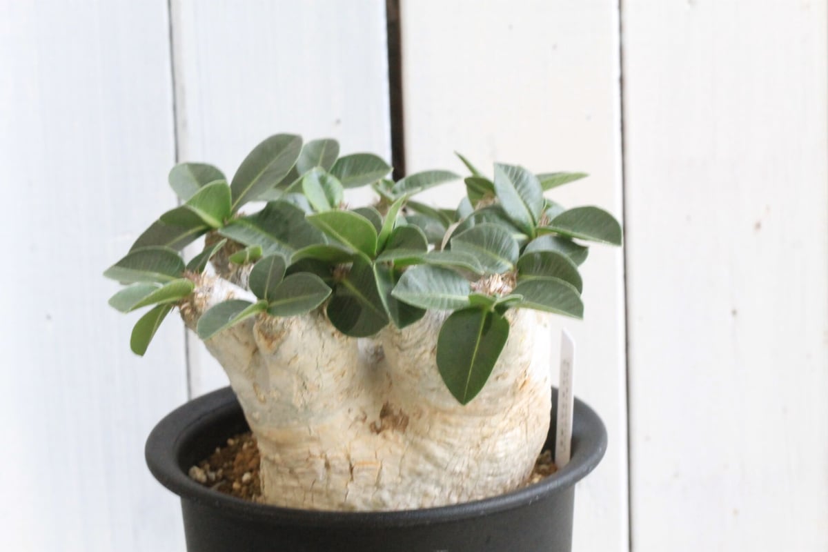 パキポディウム エブレネウム | hanayoshi-botanical