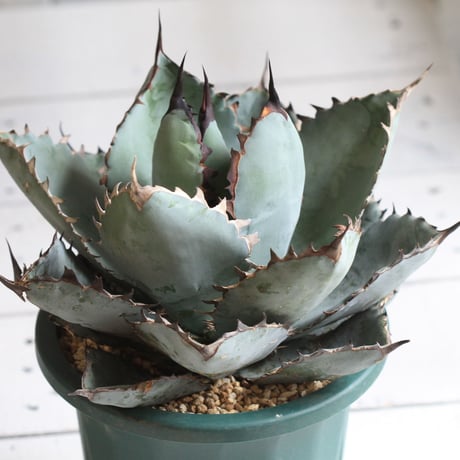 Agave titanota  ブラック＆ブルー