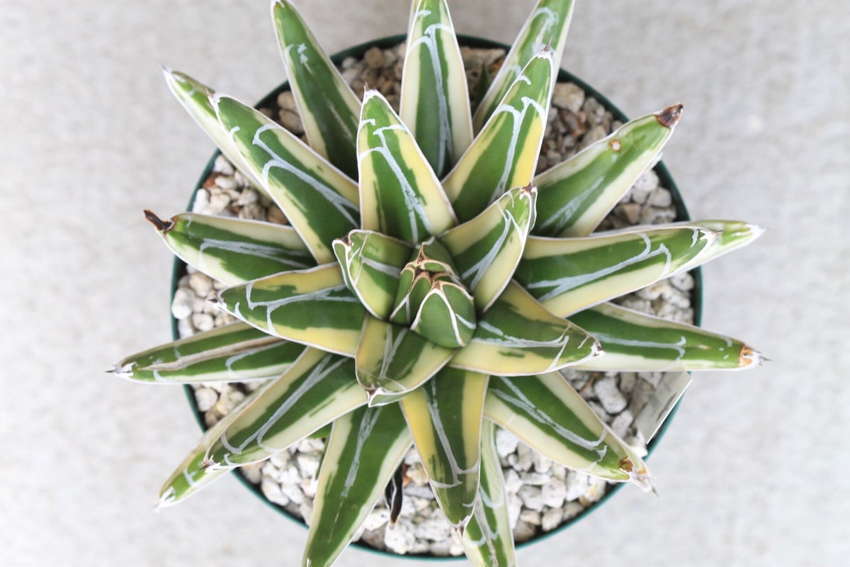 極上アガベ笹の雪新雪山(ロッキー)中株コレクション個体チタノタ