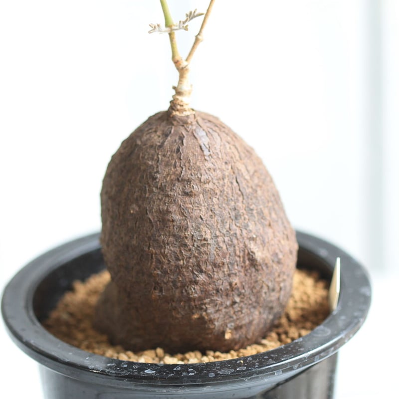 キフォステンマ モンタグナッキー | hanayoshi-botanical