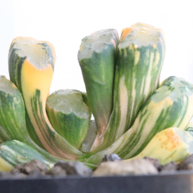 玉扇錦 子沢山 楽天市場】ハオルチア 選べる全5品種 レツーサ錦 玉扇 ピクツラータ