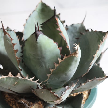 Agave titanota  ブラック＆ブルー