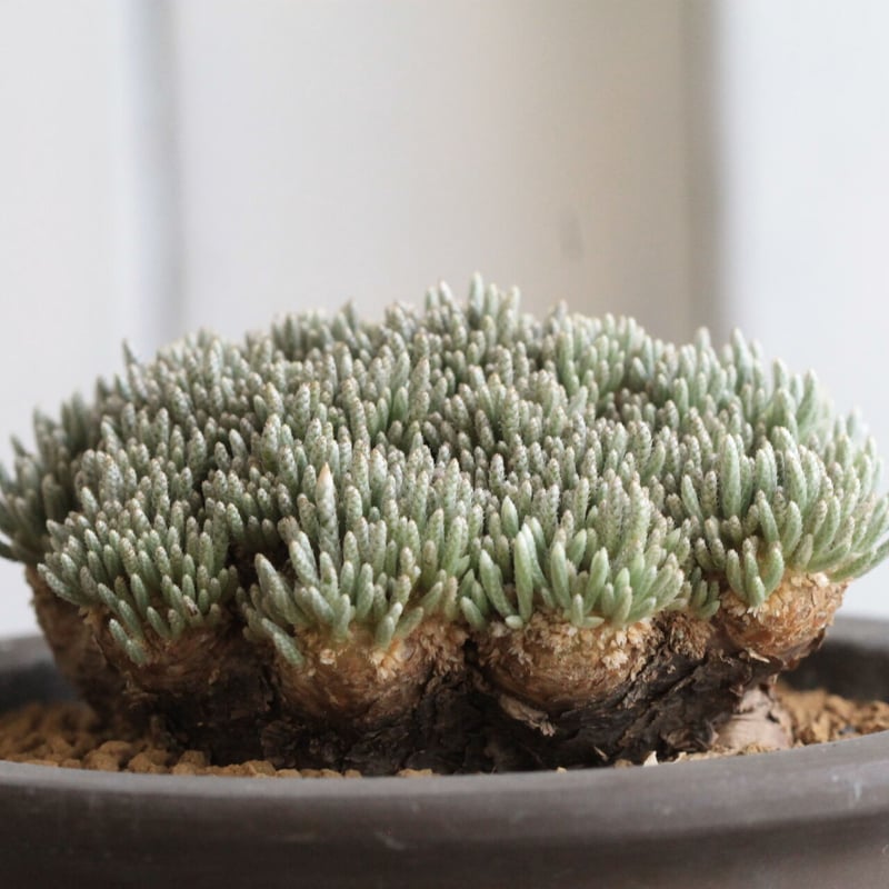 アボニア クイナリア | hanayoshi-botanical