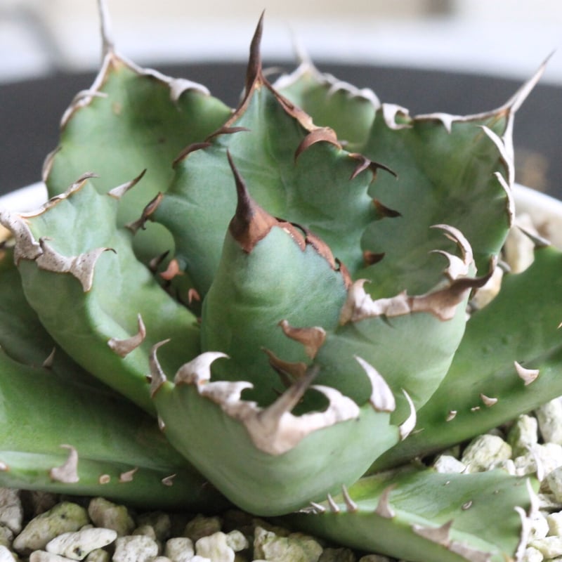 アガベ チタノタ NO.1 | hanayoshi-botanical