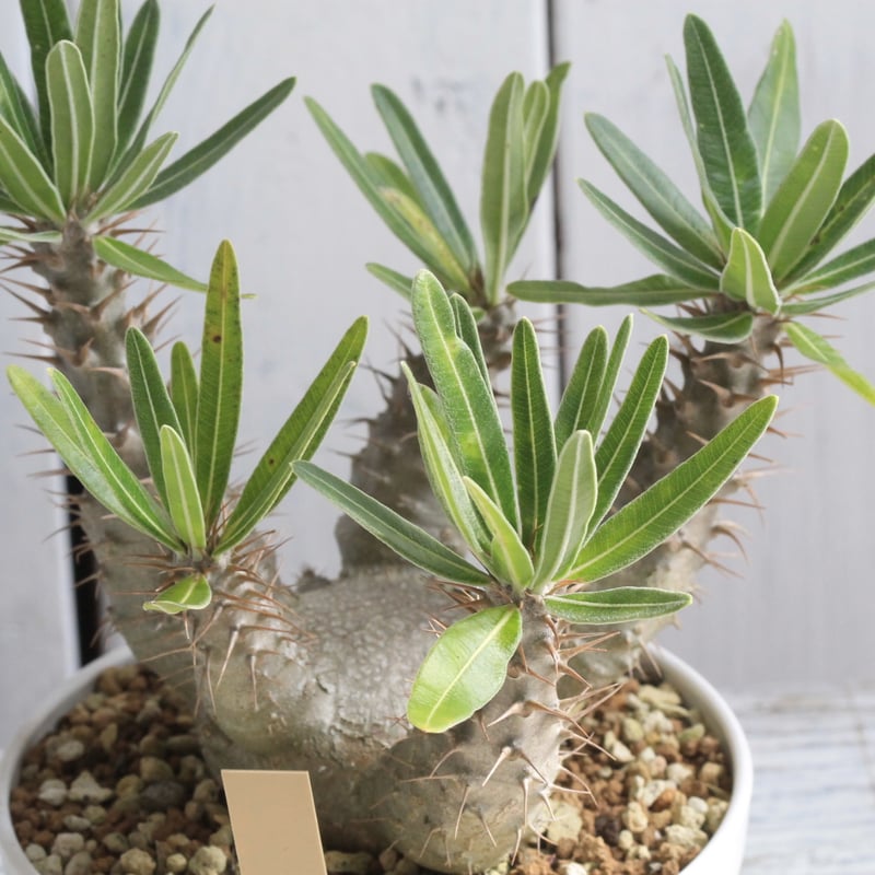 パキポディウムグラキリス　GC① パキポディウム グラキリス-PG350 | Supervoid Caudex