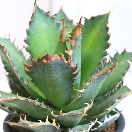 Agave レッドキャットウィーズル