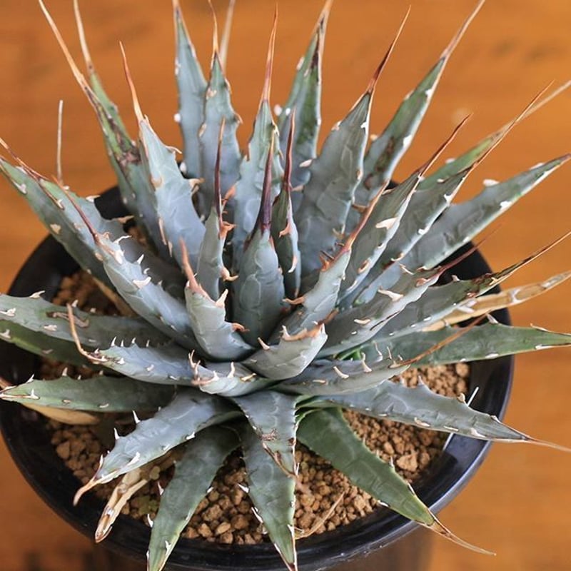 agave utahensis eborispina ユタエンシス エボリスピナ | hana