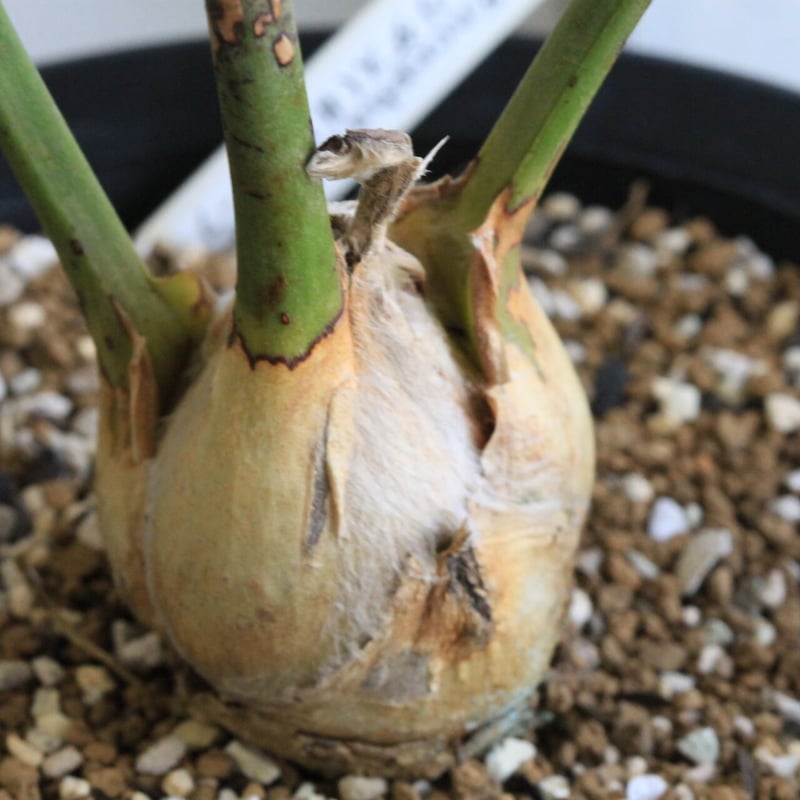 エンセファラルトス ホリダス ドワーフ | hanayoshi-botanical