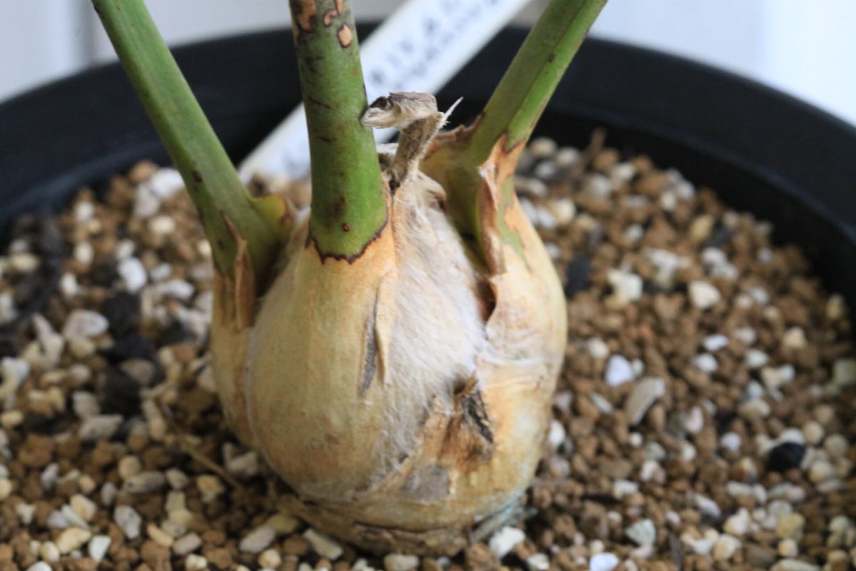 【発根済】エンセファラルトス ホリダス ドワーフ エンセファラルトス ホリダス ドワーフの兆しあり 嫁ぎ先は随時