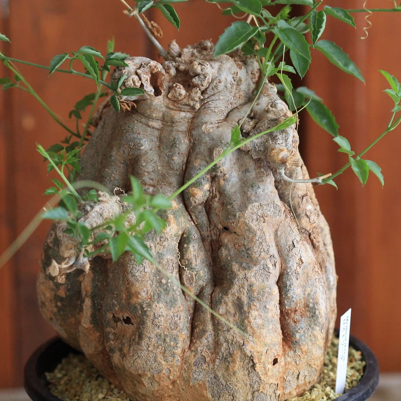 Momordica ロストラータ | hanayoshi-botanical
