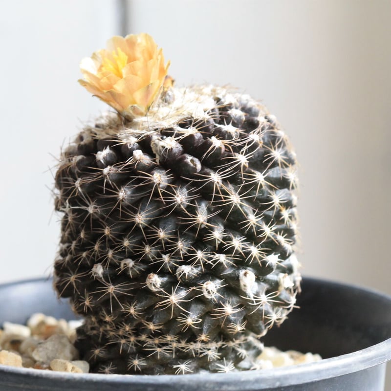 コピアポア テヌイシマ | hanayoshi-botanical