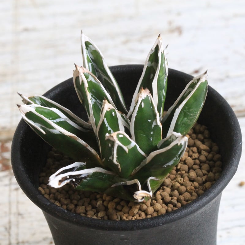 アガベ　笹の雪中斑　特選株 アガベ 特選笹の雪（小嶌） | hanayoshi-botanical