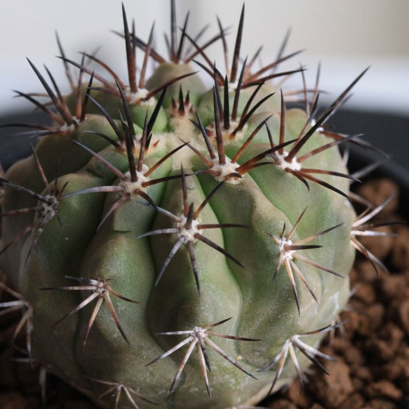 コピアポア マレッティアナ | hanayoshi-botanical