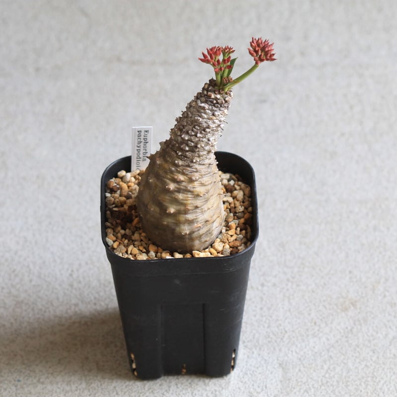 パキポディオイデス　現地球　発根済み euphorbia pachypodioides《M size 》※現地球発根後店主国内管理