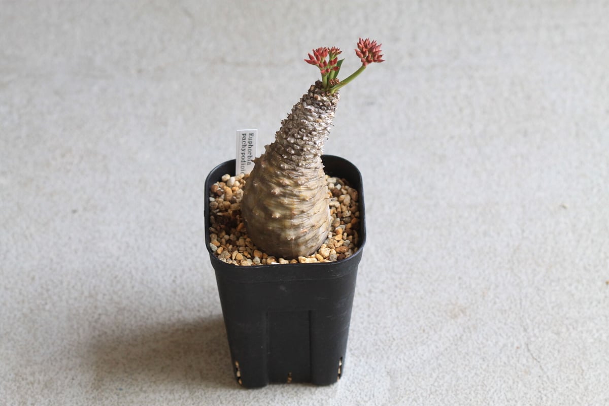 ユーフォルビア パキポディオイデス | hanayoshi-botanical ユーフォルビア パキポディオイデス | hanayoshi-botanical
