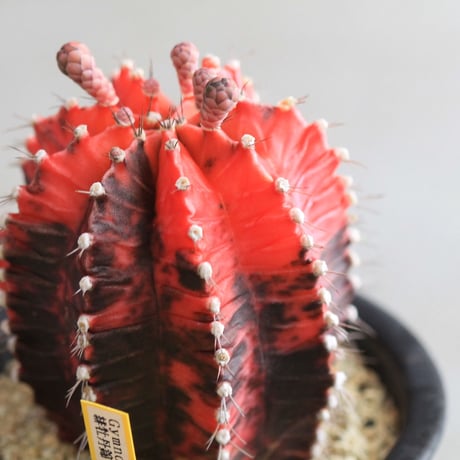 Gymnocalycium 緋牡丹錦