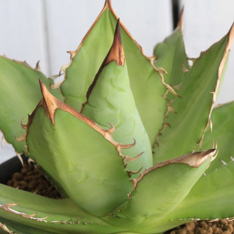 アガベ チタノタ タワーオブバベル 剣竜 | hanayoshi-botanical