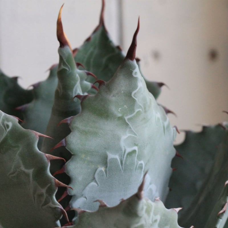 アガベ パラサナ×コロラータ | hanayoshi-botanical