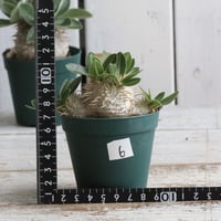 フォークイエリア プルプシー（実生） | hanayoshi-botanical