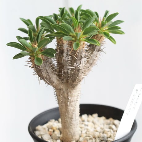 Euphorbia　ギラミニアナ