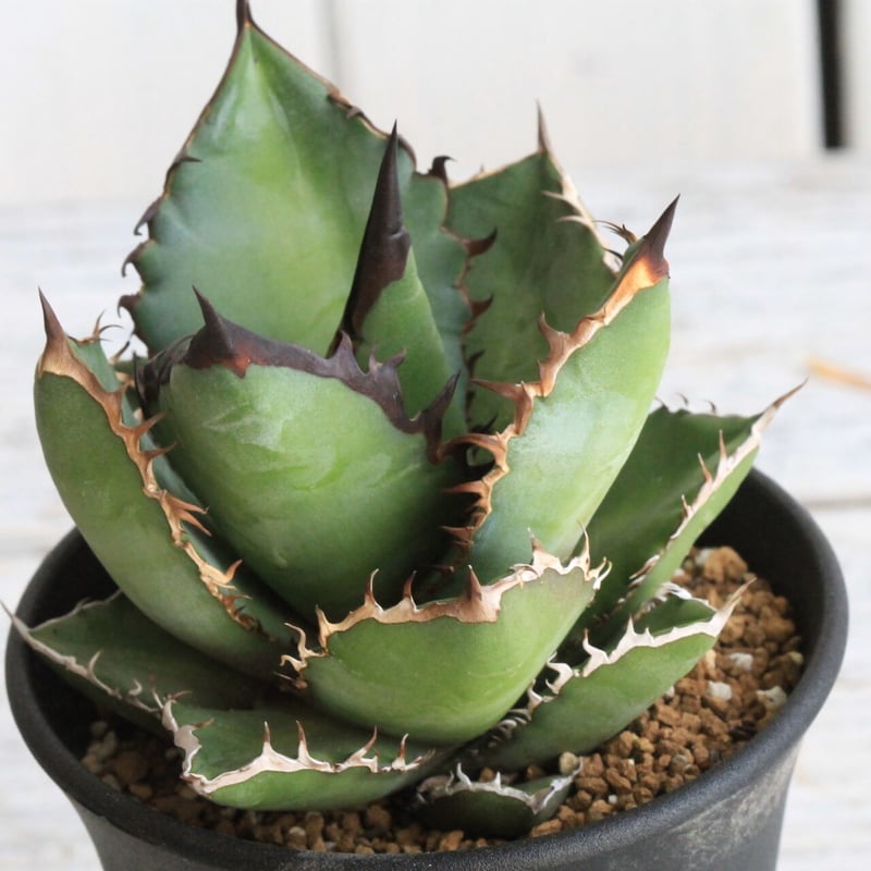 アガベ　ブラックファイヤー　ハデス セット　鉢ごと 🌿Agave titanota 'Black Fire'① ブラックファイヤーの育成