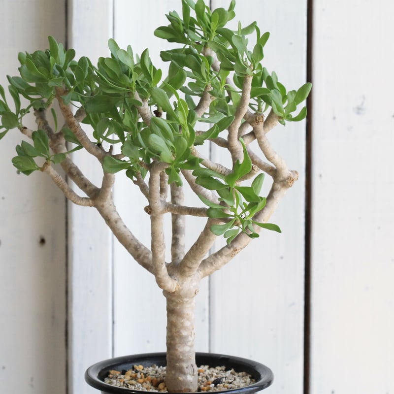 オトンナ フルカタ | hanayoshi-botanical