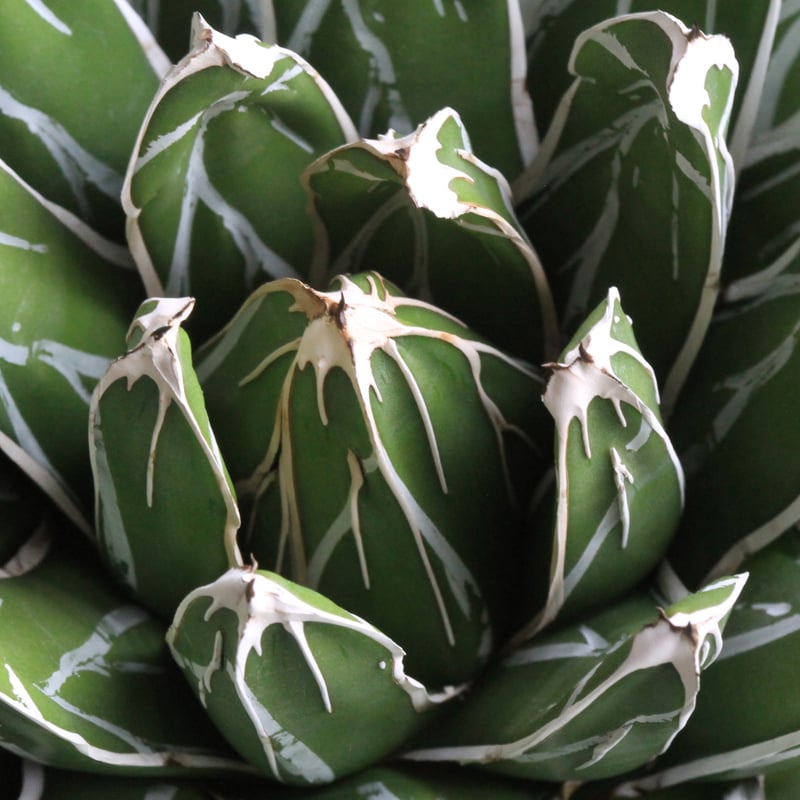 アガベ ビクトリアン・レジーナエ・コンパクタ | hanayoshi-botanical