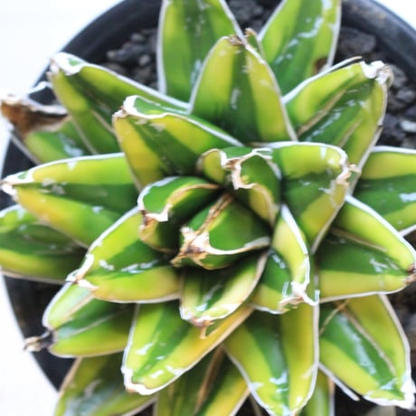 Agave 輝山