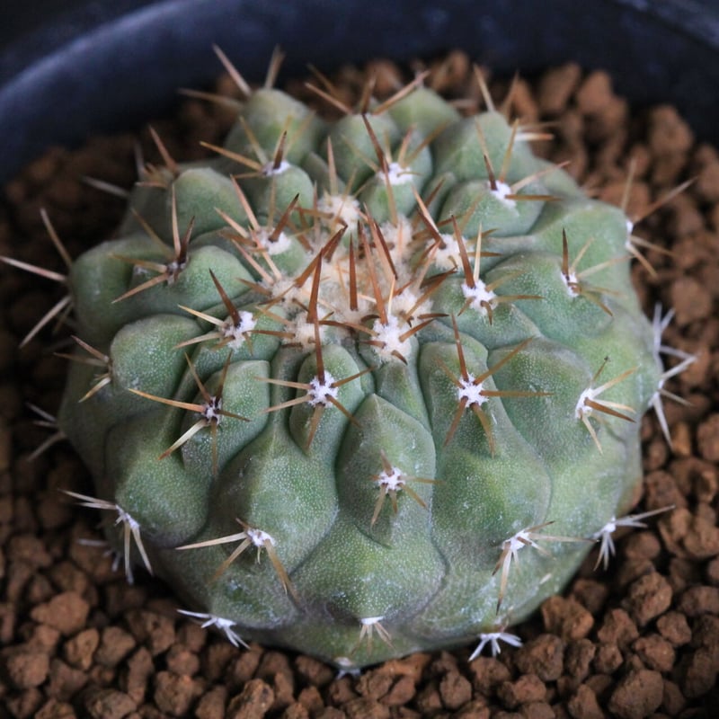 コピアポア コルムナ アルバ（実生） | hanayoshi-botanical