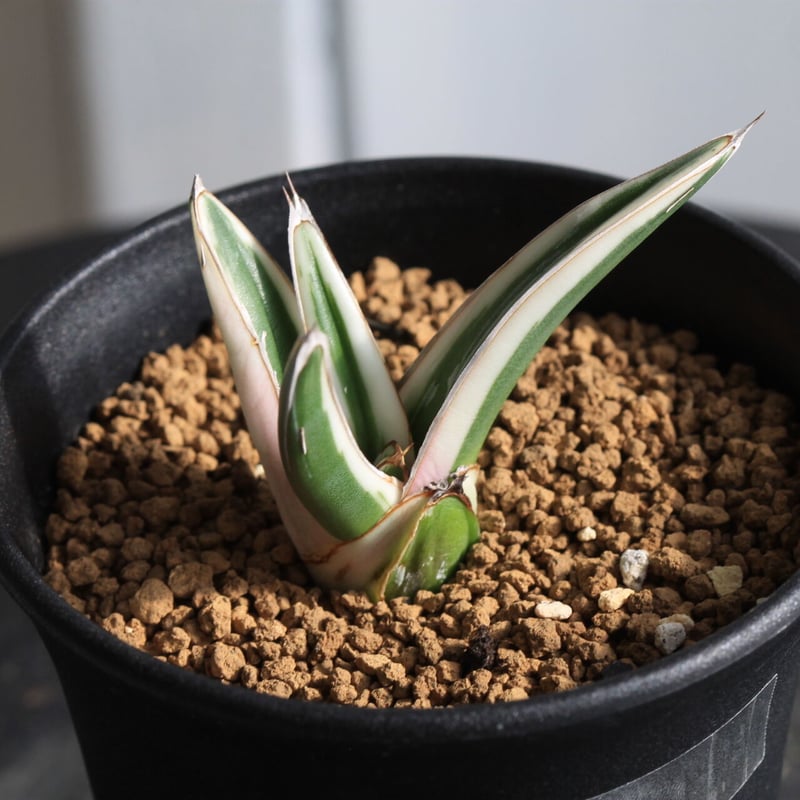 こう アガベ氷山 こう アガベ氷山 アガベ 氷山 | hanayoshi-botanical