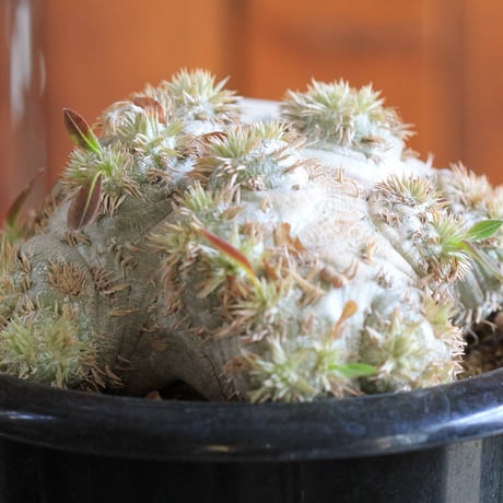 pachypodium brevicaule パキポディウム　恵比須笑い