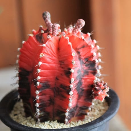 Gymnocalycium 緋牡丹錦
