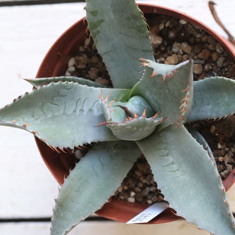 Agave パラサナ