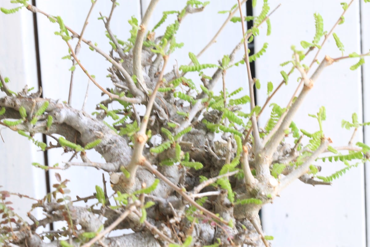 ボスウェリア ネグレクタ | hanayoshi-botanical ボスウェリア ネグレクタ | hanayoshi-botanical